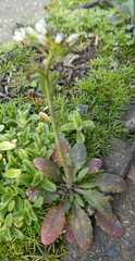 Angiospermae
