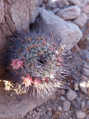 Mammillaria johnstonii