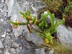 Erica coccinea