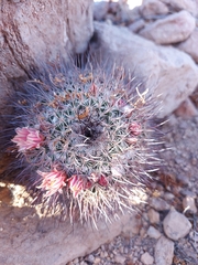 Mammillaria johnstonii
