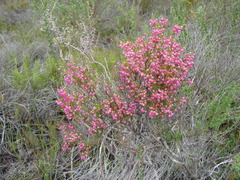 Erica placentiflora