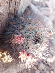 Mammillaria johnstonii