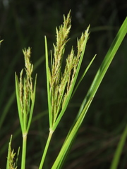 Cyperus nutans subprolixus