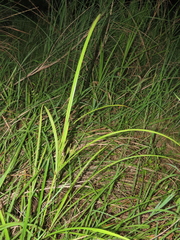 Cyperus nutans subprolixus