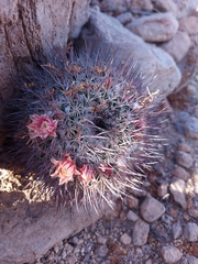 Mammillaria johnstonii