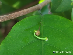 Macrosolen cochinchinensis