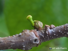 Macrosolen cochinchinensis