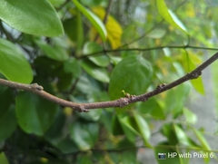 Macrosolen cochinchinensis