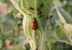 Hippodamia convergens