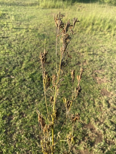 Tagetes minuta image