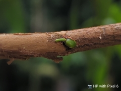 Viscum articulatum