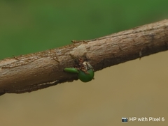 Viscum articulatum