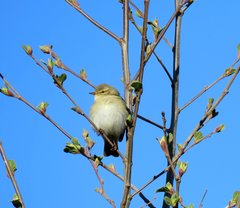 Phylloscopus trochilus