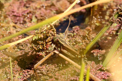 Dichroplus elongatus