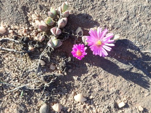 Braunsia maximiliani, photograph 6