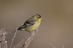 Spinus psaltria psaltria