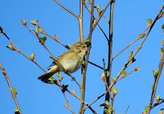 Phylloscopus trochilus