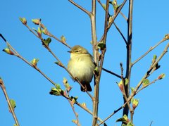 Phylloscopus trochilus