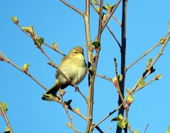 Phylloscopus trochilus