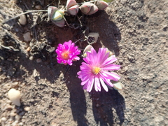 Braunsia maximilianii