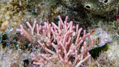 Tricleocarpa fragilis