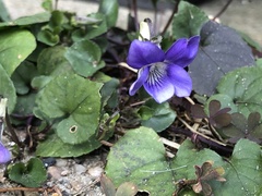 Viola