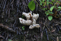 Lactifluus gerardii