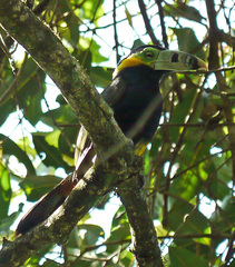 Selenidera maculirostris