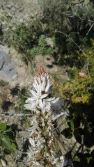 Asphodelus