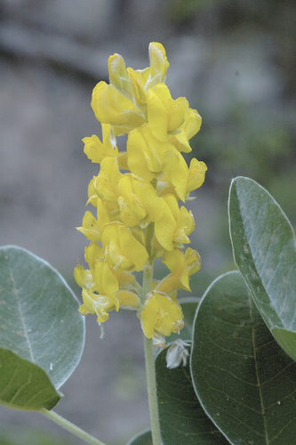 Argyrocytisus image