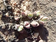 Braunsia maximilianii