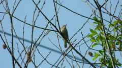 Acrocephalus dumetorum