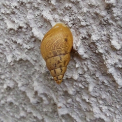 Bulimulus tenuissimus
