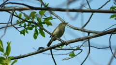 Acrocephalus dumetorum