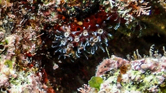 Clavularia crassa