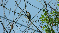 Acrocephalus dumetorum