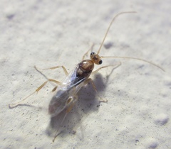 Odontomachus ruginodis