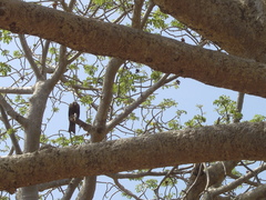 Milvus migrans parasitus