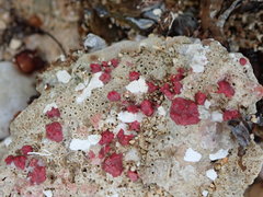 Homotrematidae