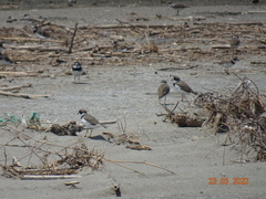Charadrius semipalmatus