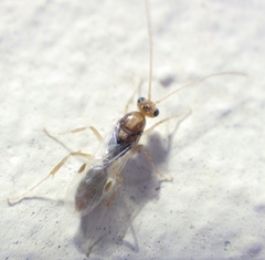 Odontomachus ruginodis