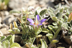 Campanula filicaulis