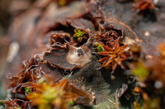 Corticifraga peltigerae