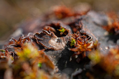 Corticifraga peltigerae