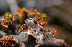 Corticifraga peltigerae