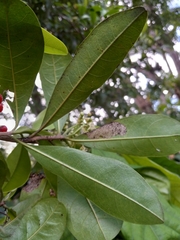 Cordia laevigata