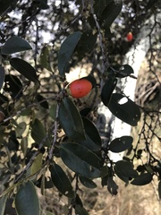 Diospyros sandwicensis