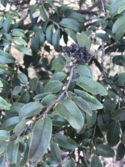 Diospyros sandwicensis