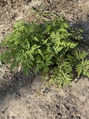 Anthriscus sylvestris