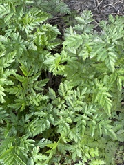 Anthriscus sylvestris